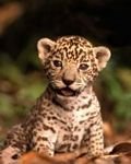 pic for Jaguar kitten